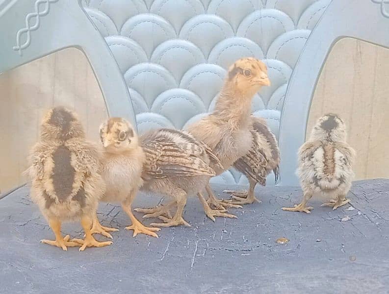 Aseel Chicks for sale 03089179667 3