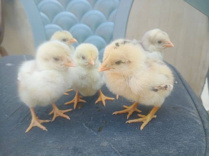 Aseel Chicks for sale 03089179667 4