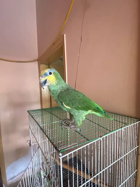 parrot for sale 0