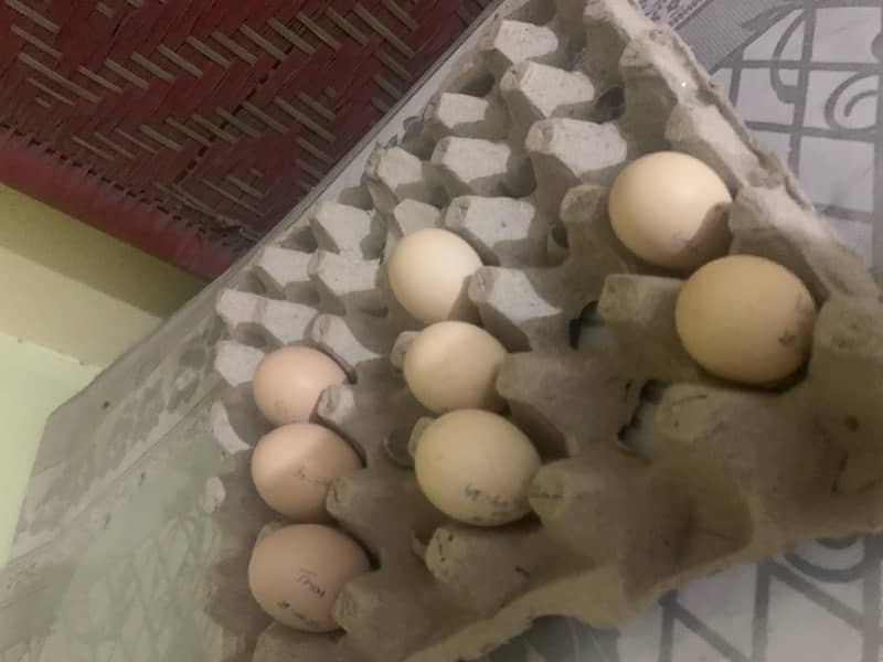 High Quality Chini Madi +Home breeder Lakha patha +fertile eggs+Chicks 14