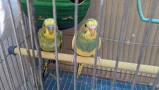 budgie beautiful pair for sale