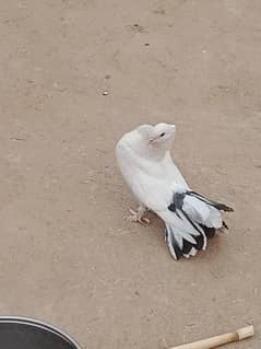 pigeon 0