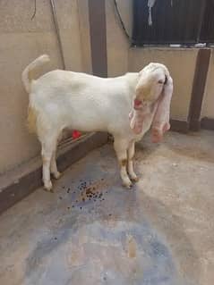 Rajanpuri | Goat | makhi chini | Desi | Goat pair
