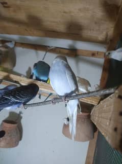 budgie pairs available for sale black eyes 600 pair red eyes 800 pairs