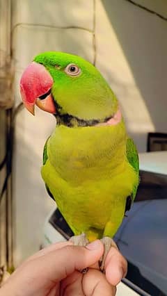 Raw parrot full tame talking available