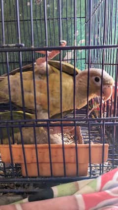 Pineapple Conure with Cage
