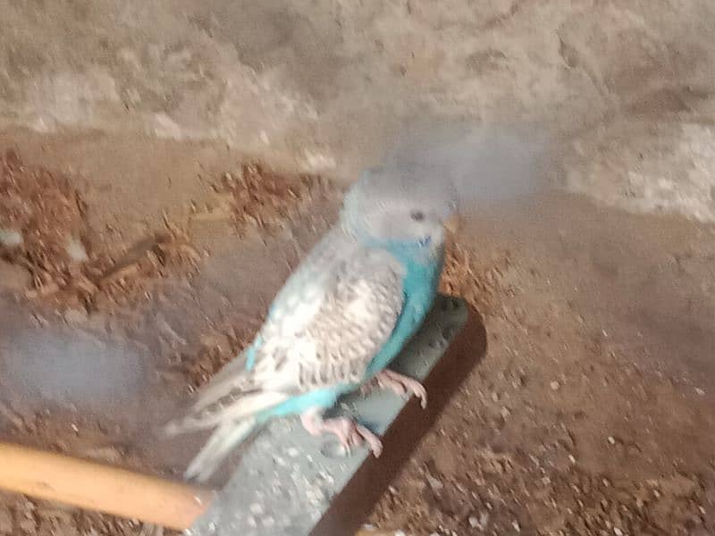 Budgie for sale 0