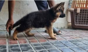 longcoat German shepherd very high quality and highly pedigreed