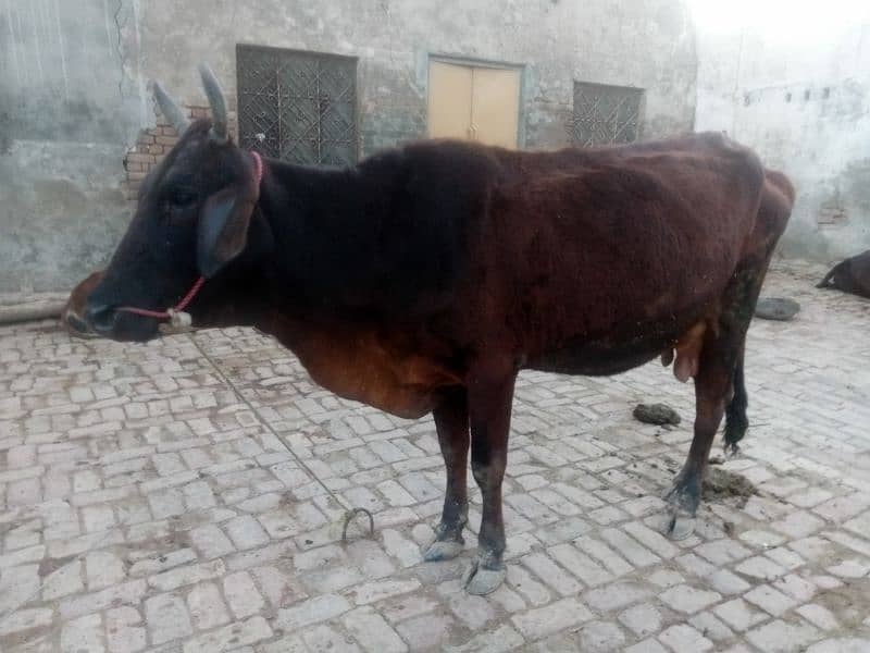 cow for sell 1
