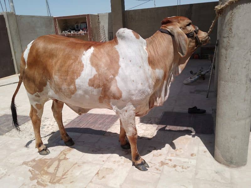 ablag cow 5