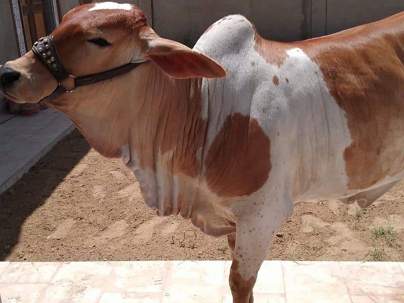 ablag cow 8