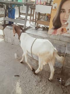 white bakra good health