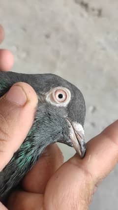 High Flyer pigeons for sale