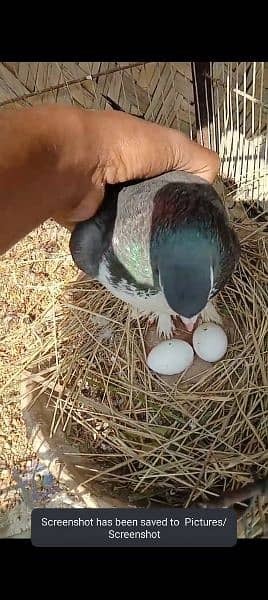 sherazi pair with 2 check with 2 eggs 2