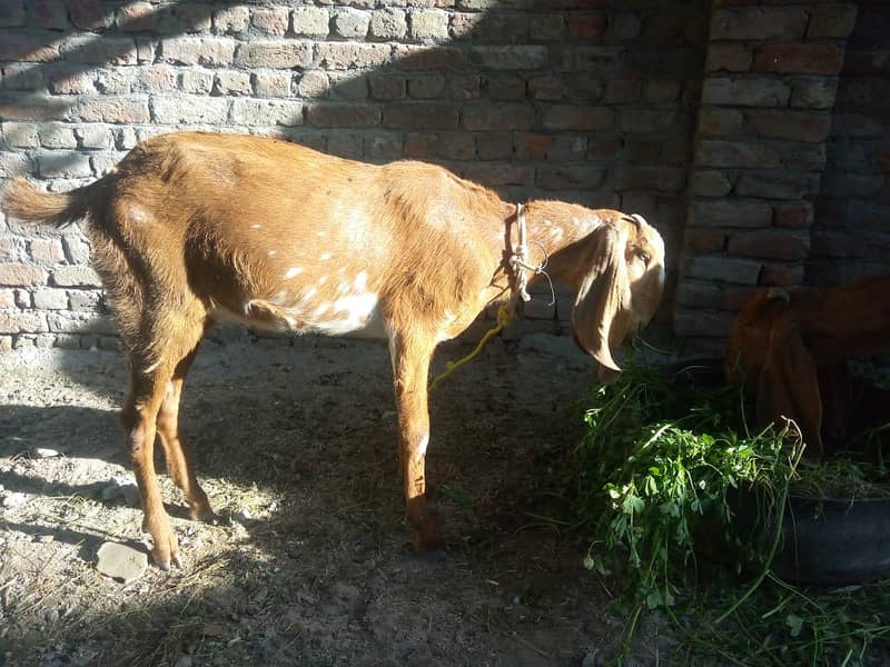 Female Goats 1