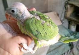 baby parrot for sale