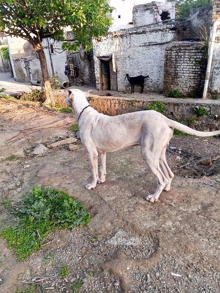 bully dog for sale 29 inch height 14 months age hai 1