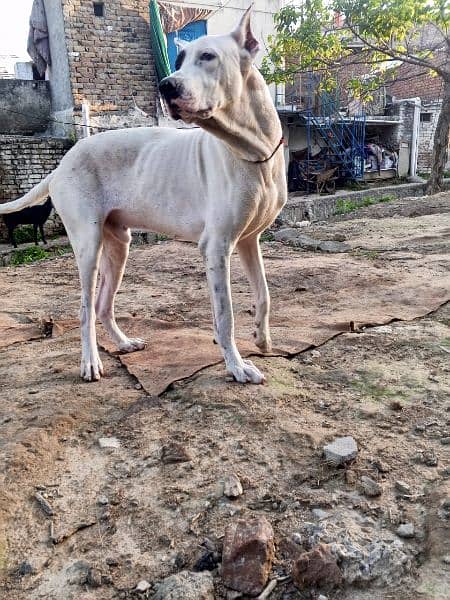 bully dog for sale 29 inch height 14 months age hai 4