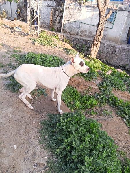 bully dog for sale 29 inch height 14 months age hai 9