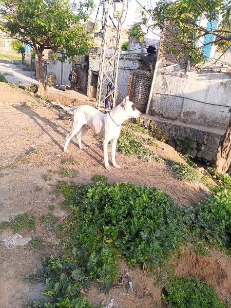 bully dog for sale 29 inch height 14 months age hai 10