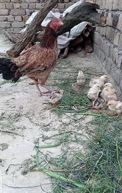 Selling all my hens and rooster