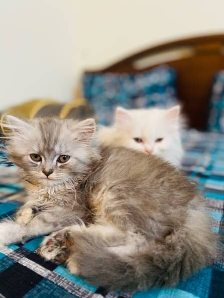 persian cats for sale 0