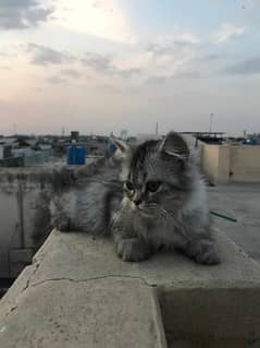 Persian cat looking for new home