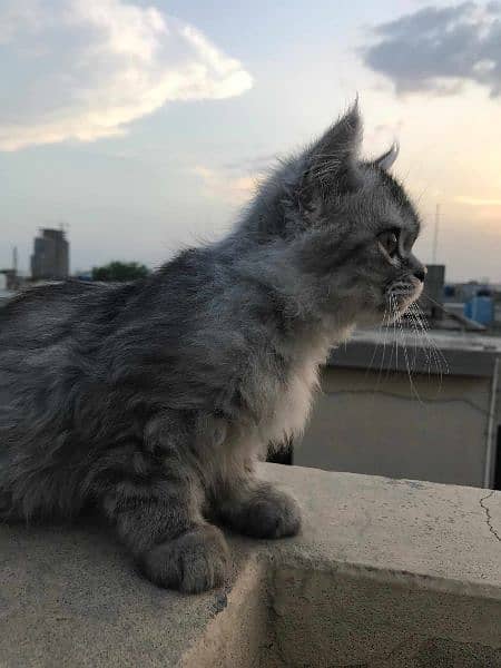 Persian cat looking for new home 1