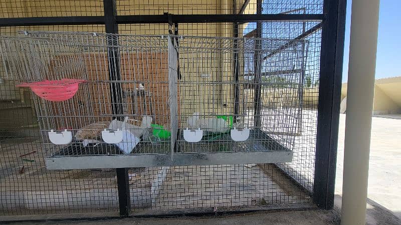 Singing Canaries Breeding Cages 5