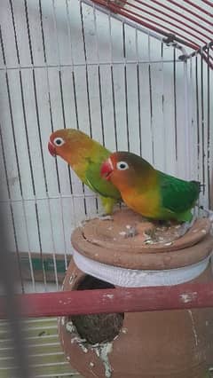 love birds