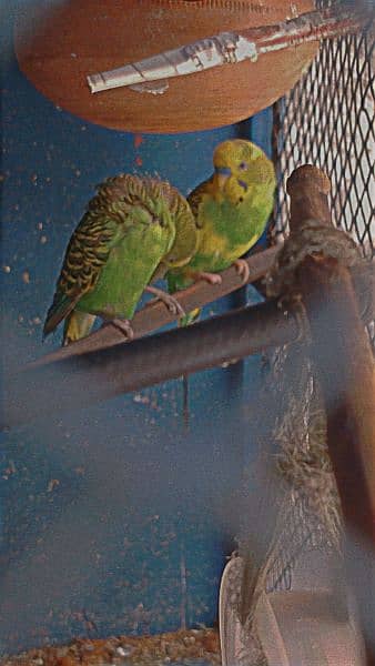 parrots for sale 1