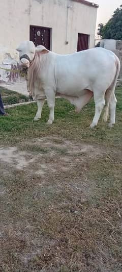 Cholistan Nukry, Ablak Bulls