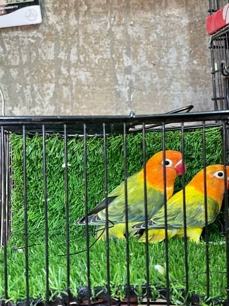 LOVE BIRDS AVAILABLE FOR SALE 3