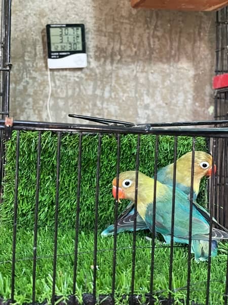 LOVE BIRDS AVAILABLE FOR SALE 4
