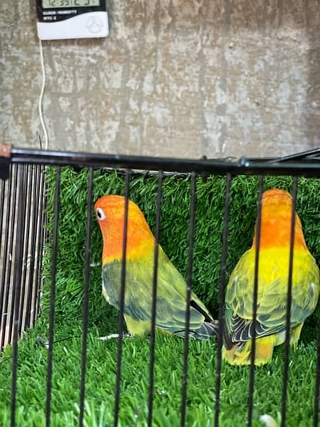 LOVE BIRDS AVAILABLE FOR SALE 5