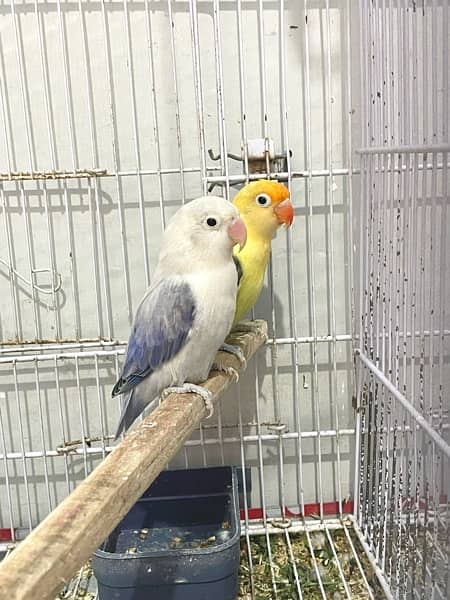 LOVE BIRDS AVAILABLE FOR SALE 6