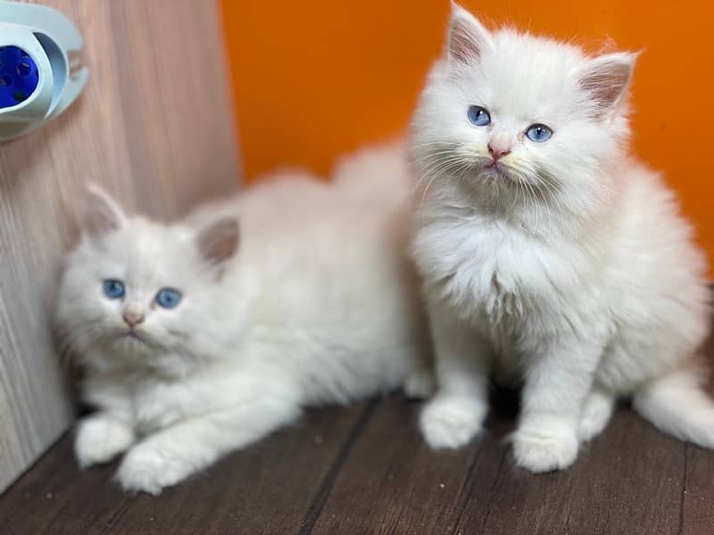 Persian cat/Persian kittens/triple coated/punch face 11