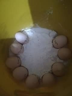 Fresh aseel eggs available ha