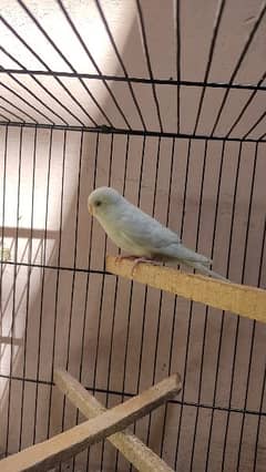 Australian budgies beautiful white blue green pairs