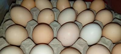 golden misri desi  fertile egg