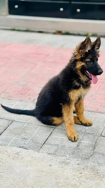 top qulity german shephrd pupies male and females 1