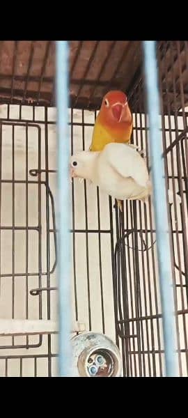 four love birds breeder  pairs for sale 2