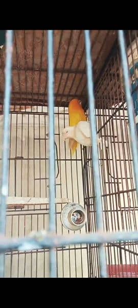 four love birds breeder  pairs for sale 3