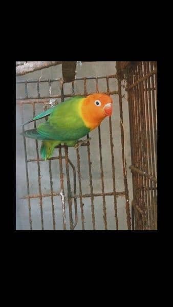 four love birds breeder  pairs for sale 4