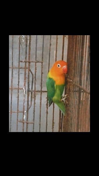 four love birds breeder  pairs for sale 5
