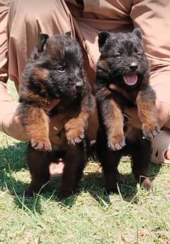 German Shepherd puppies | German Shepherd double coat puppies For sale