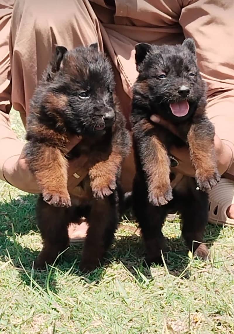 German Shepherd puppies | German Shepherd double coat puppies For sale 0