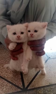 Baby cats
