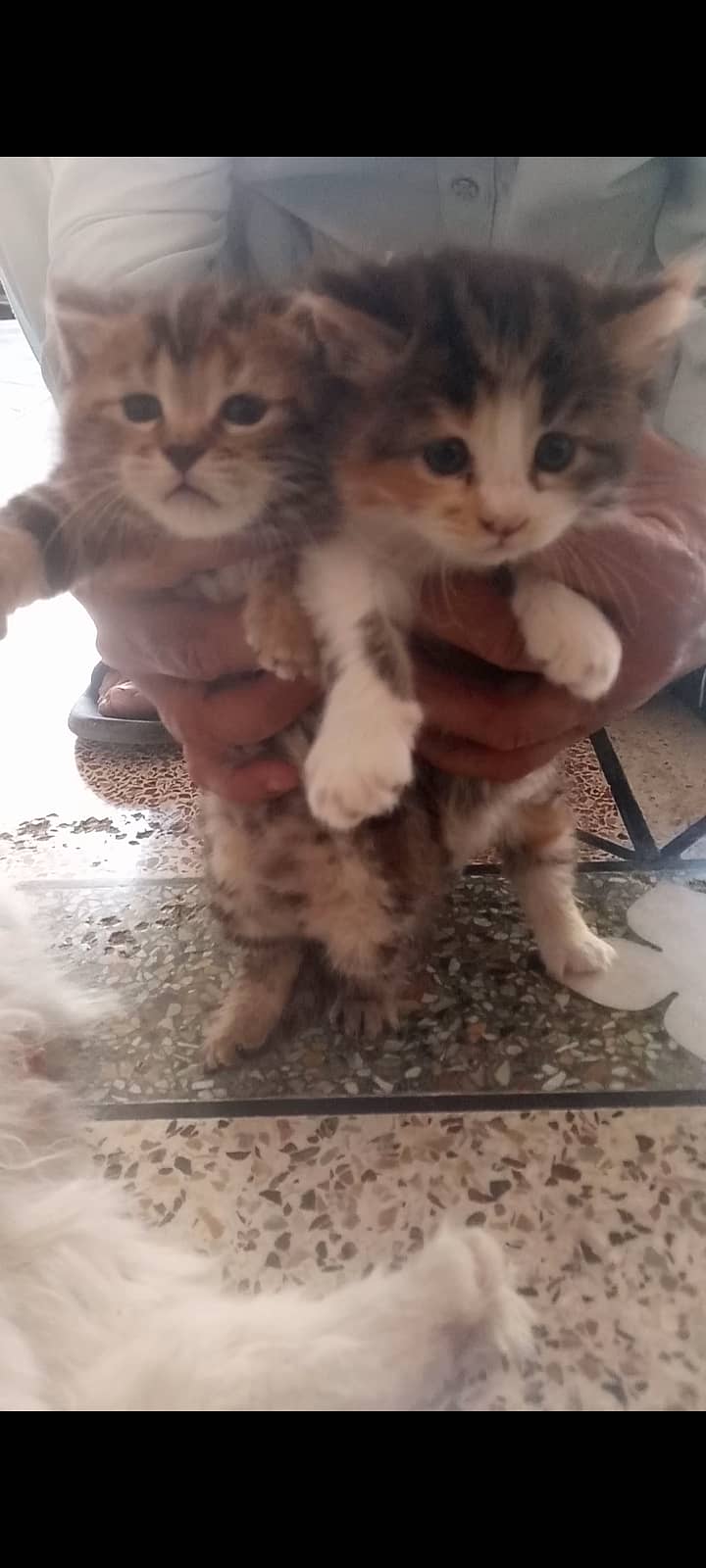 Baby cats 2