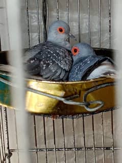 White tail Dove Breeder Pair with chick